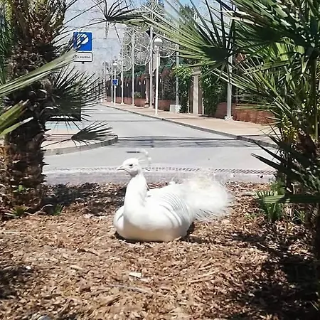 شقة Oropesa Summer *