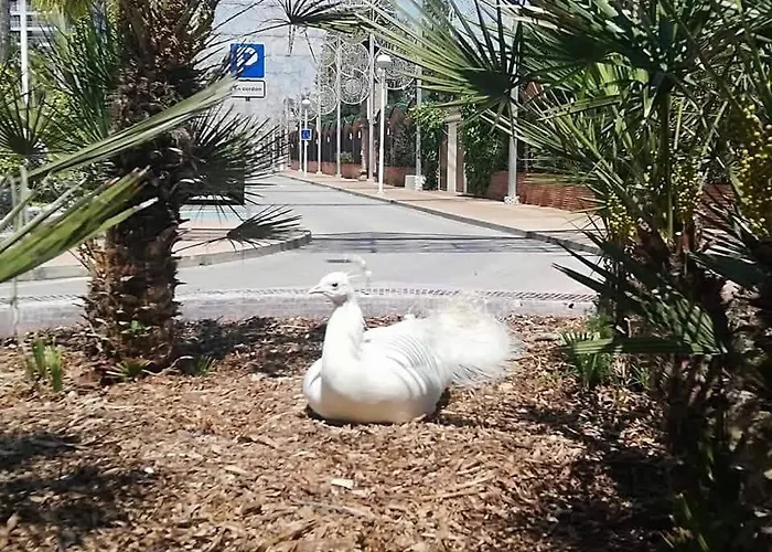 Апартаменты Oropesa Summer *